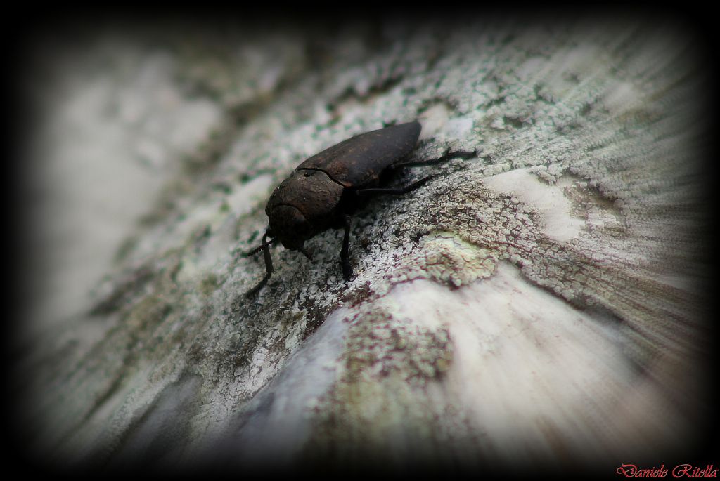 Capnodis tenebricosa